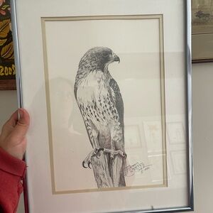 Framed original drawing of red tail hawk